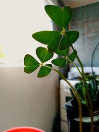 Close-up of potted plant on table at home