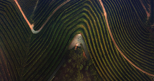 High angle view of palm leaf