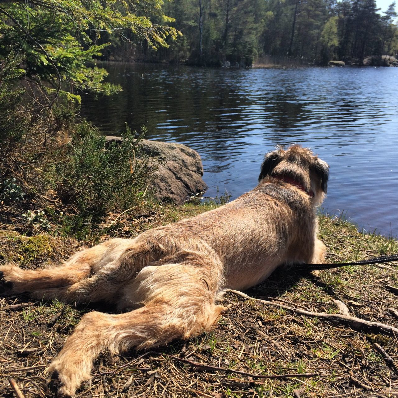 water, animal themes, lake, tree, nature, tranquility, one animal, animals in the wild, tranquil scene, lakeshore, forest, wildlife, river, day, beauty in nature, no people, outdoors, relaxation, rock - object, branch