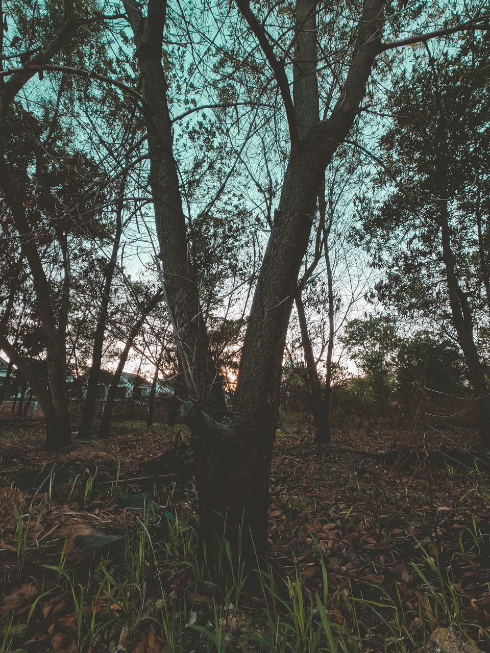 TREES GROWING IN FOREST