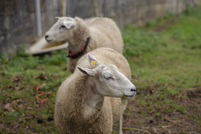 View of a sheep on field