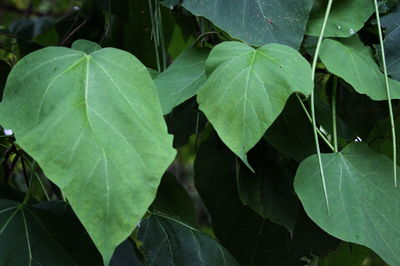 High angle view of leaves on plant