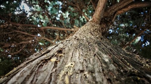 Close-up of tree trunk in forest