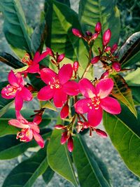 Close-up of pink flowers