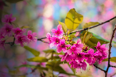 Close-up of pink bougainvillea flowers on tree