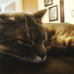 Close-up of cat resting