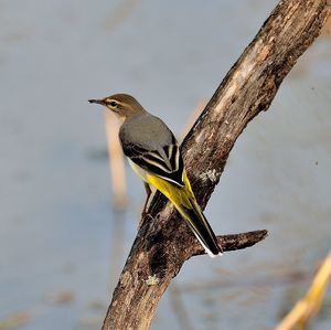 Bird perching on a branch