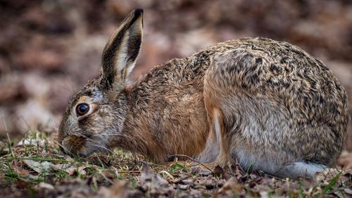 Hare eating grass