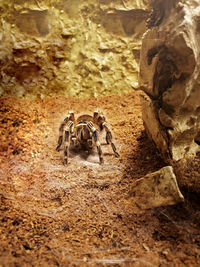 Close-up of insect on rock