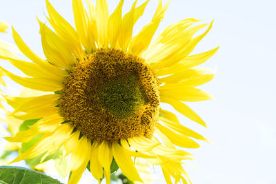 Close-up of yellow sunflower