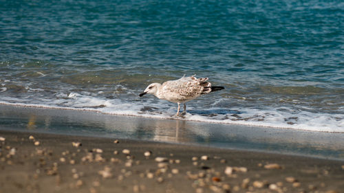 Seagull perching on shore