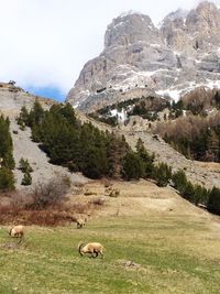 Sheep grazing on field
