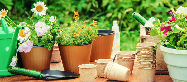 Potted plant on table