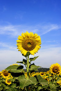 Close-up of yellow sunflower against sky