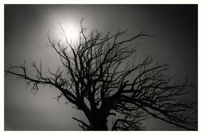 Low angle view of bare tree against sky