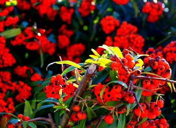 Close-up of red flowers blooming outdoors