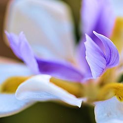 Close-up of purple flower