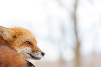 Close-up of a rabbit looking away