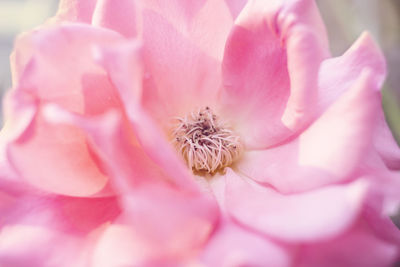 Close-up of pink rose flower