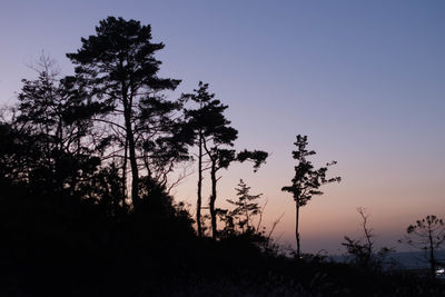 Silhouette trees against clear sky during sunset