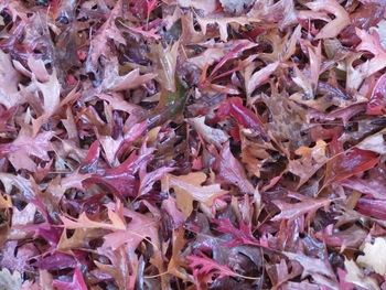 Full frame shot of purple leaves