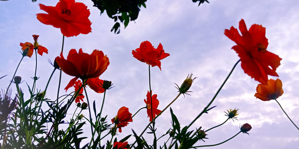 Low angle view of red flowering plants against sky