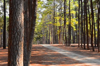 View of pine trees in forest