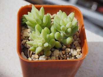 Close-up of vegetables in container