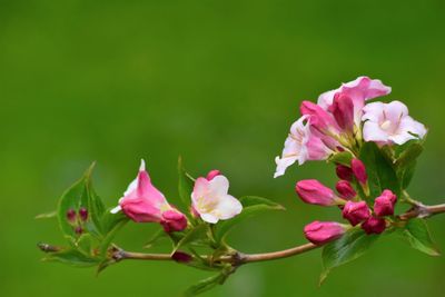 Close-up of pink flowering plant