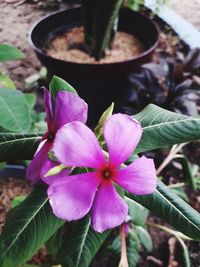 Close-up of pink flower pot