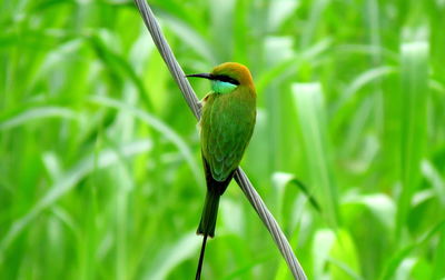 Close-up of bird perching on plant