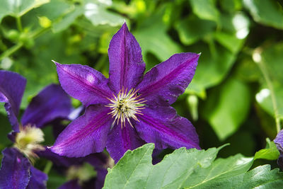 Close-up of purple flowering plant