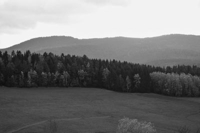 Scenic view of trees in forest against sky