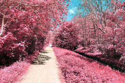 Pink cherry blossoms on footpath during rainy season