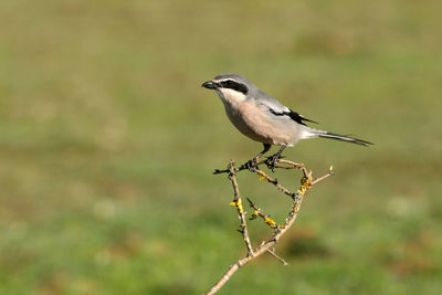 Bird perching on twig