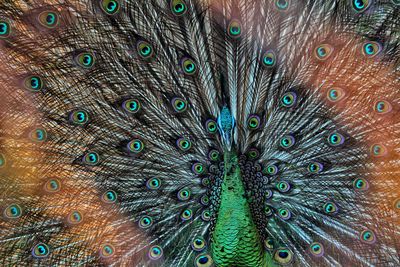 Close-up of peacock