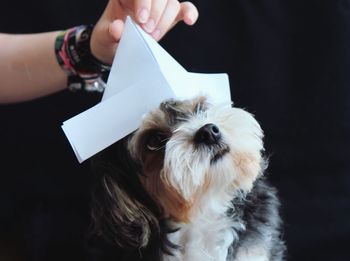 Close-up of hand holding dog