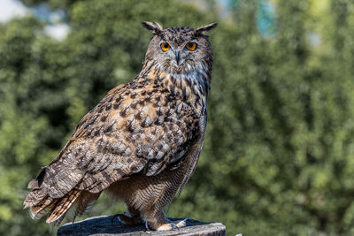 Eagle owl close up