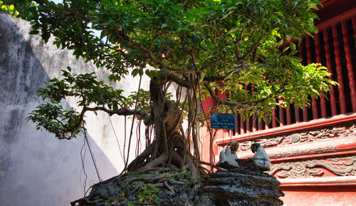 Man working on tree