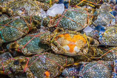 Fresh-caught seafood for sale at a street market