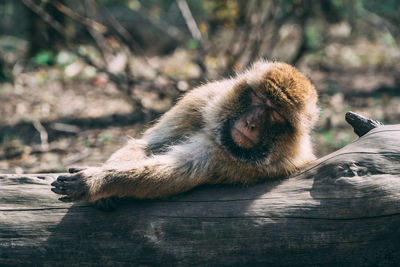 Close-up of monkey resting