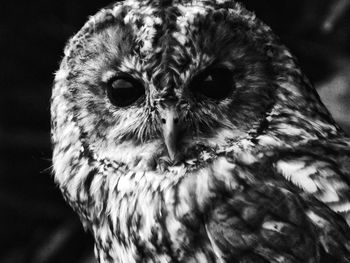 Close-up portrait of owl