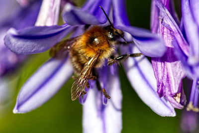 Close-up of honey bee pollinating on purple flower