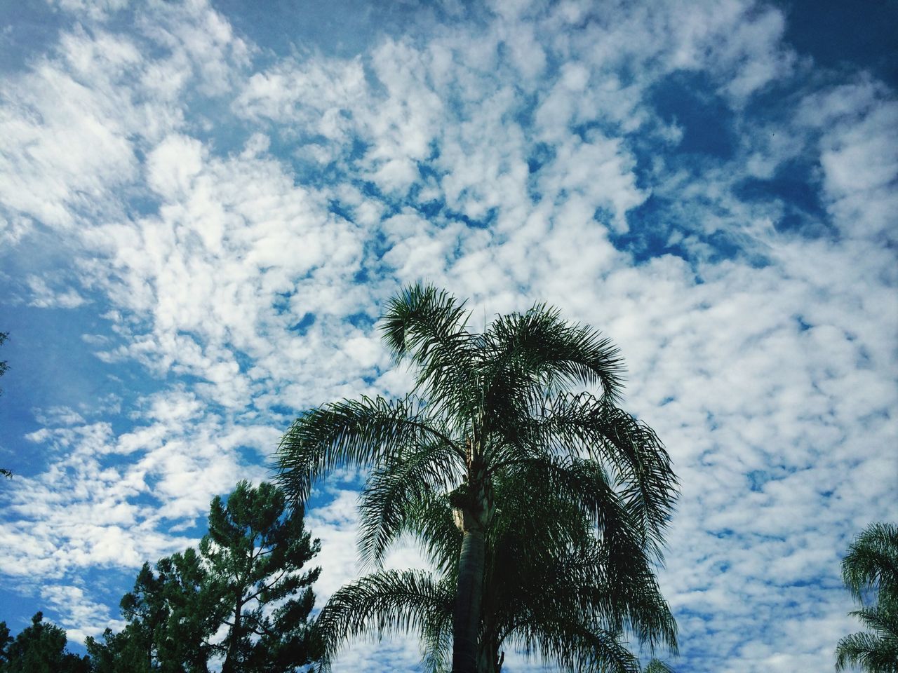 low angle view, tree, sky, cloud - sky, palm tree, tranquility, silhouette, growth, beauty in nature, nature, cloud, scenics, cloudy, tranquil scene, tree trunk, blue, no people, branch, outdoors, day