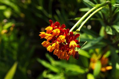 Close-up of orange flower