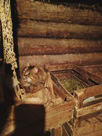 Close-up cat in shed