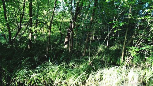 Low angle view of bamboo trees in forest