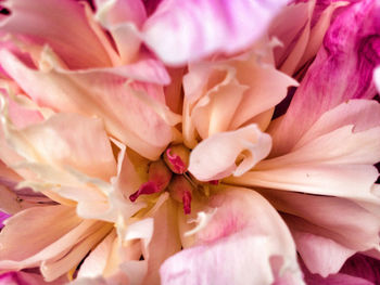 Close-up of pink flower