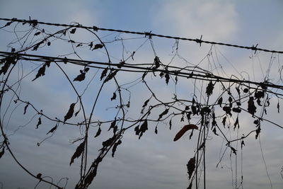 Low angle view of barbed wire fence against sky