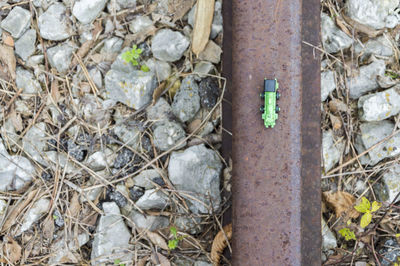 Lizard on stone wall